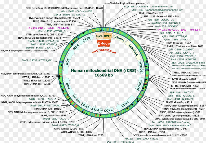 Hexagonal Base Map Of Science And Technology Human Mitochondrial DNA Haplogroup Nucleic Acid Sequence Genetics PNG