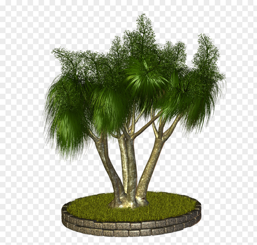 Vf Arecaceae Tree Plant Asian Palmyra Palm PNG