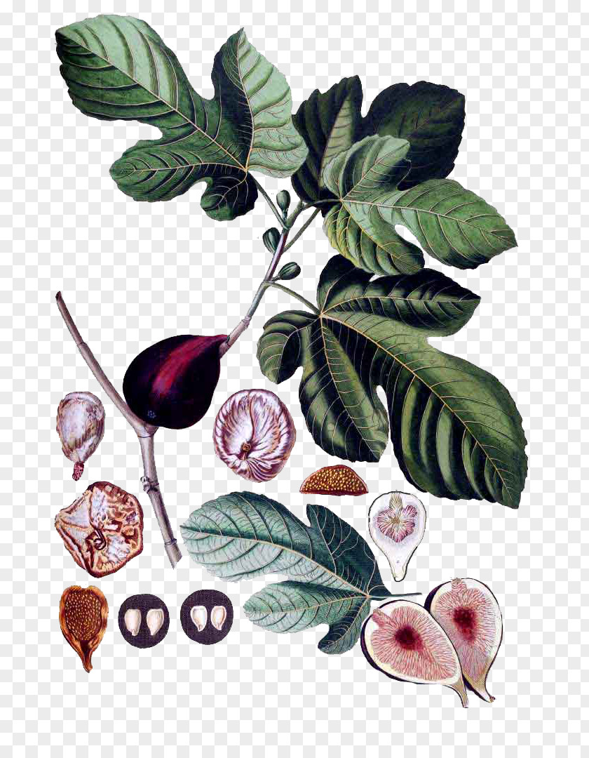 Adam Eve Common Fig Botany Botanical Illustration Fiddle-leaf Plant PNG