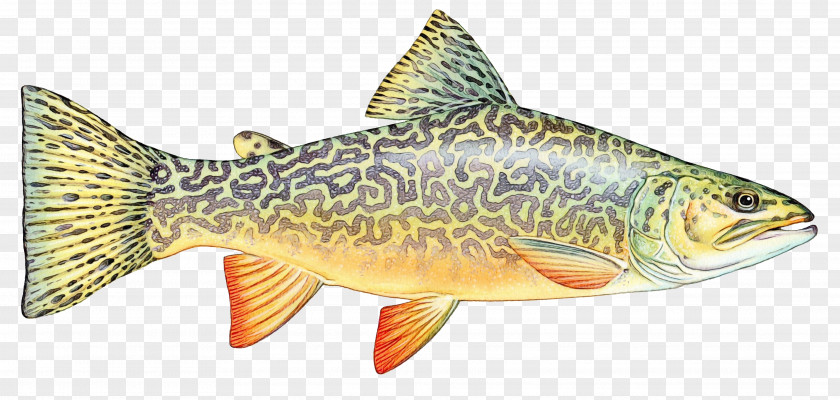 Cyprinidae Trout Fish Bony-fish Ray-finned Perch PNG