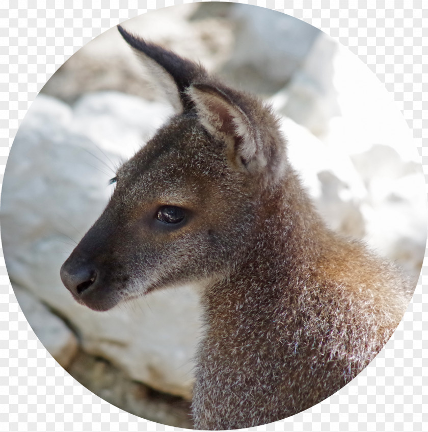 Deer Wallaby Reserve Kangaroo Fauna Fur PNG