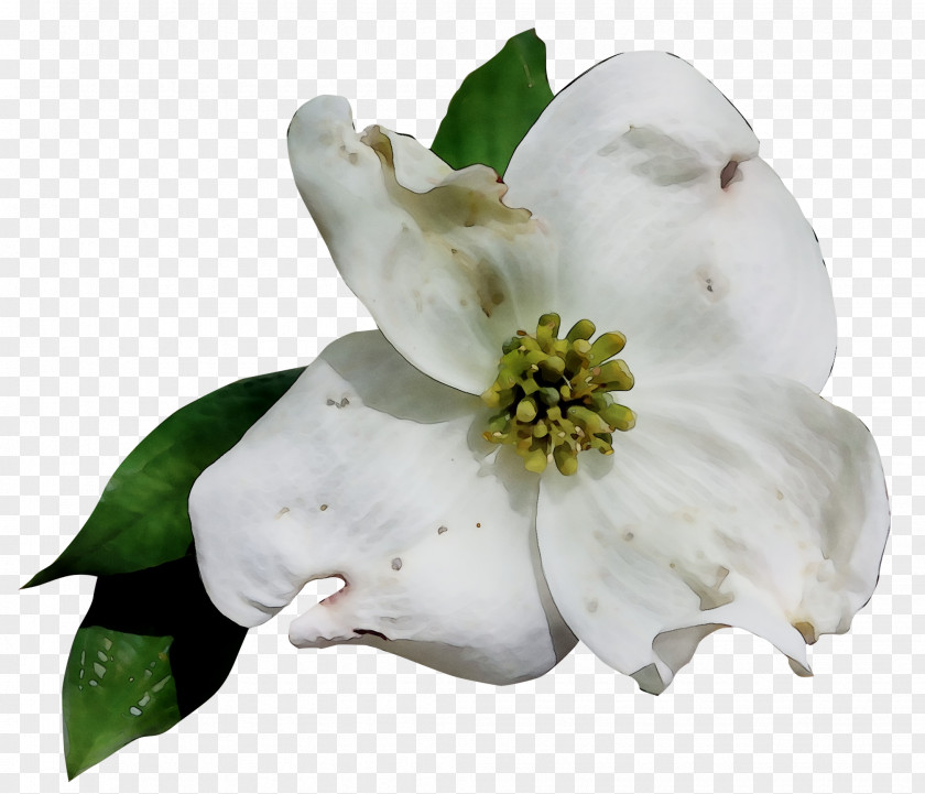 Gardenia Magnolia Family PNG