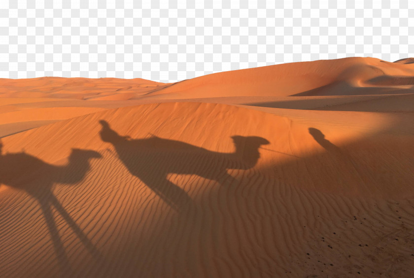 Golden Desert Sunset Camel Shadow Dromedary Sahara Erg PNG
