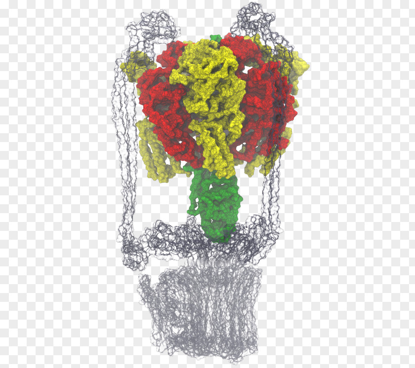 Motor Proteins Cytoskeletal Western Illinois University Floral Design Of At Urbana–Champaign Thermodynamic Free Energy PNG