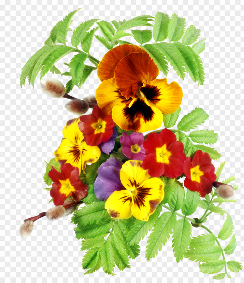 Pansy PNG