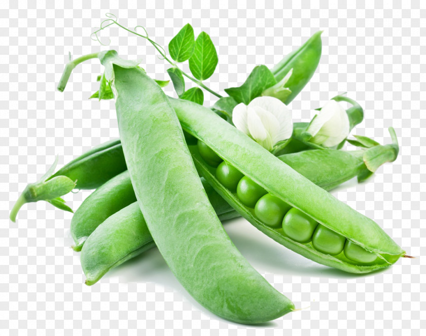 Pea Snow Vegetable Snap Seed Protein PNG