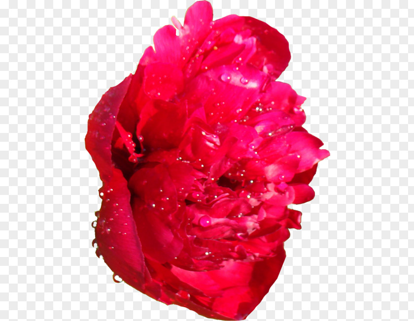 Peony Garden Roses Email Blog Clip Art PNG