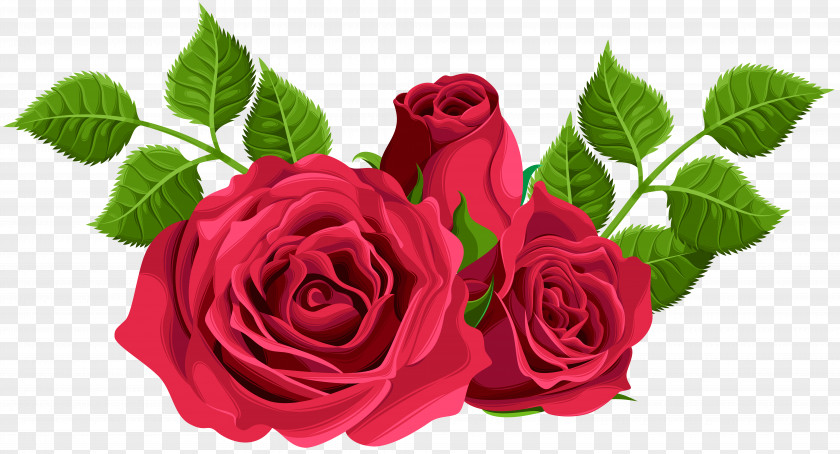 Red Roses Decorative Clip Art Image Garden Centifolia PNG