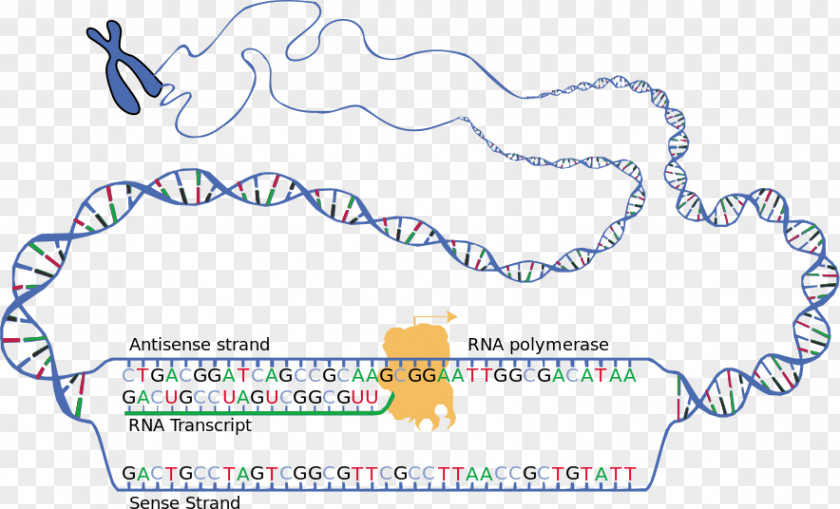 RNA Transcription DNA Translation Coding Strand PNG
