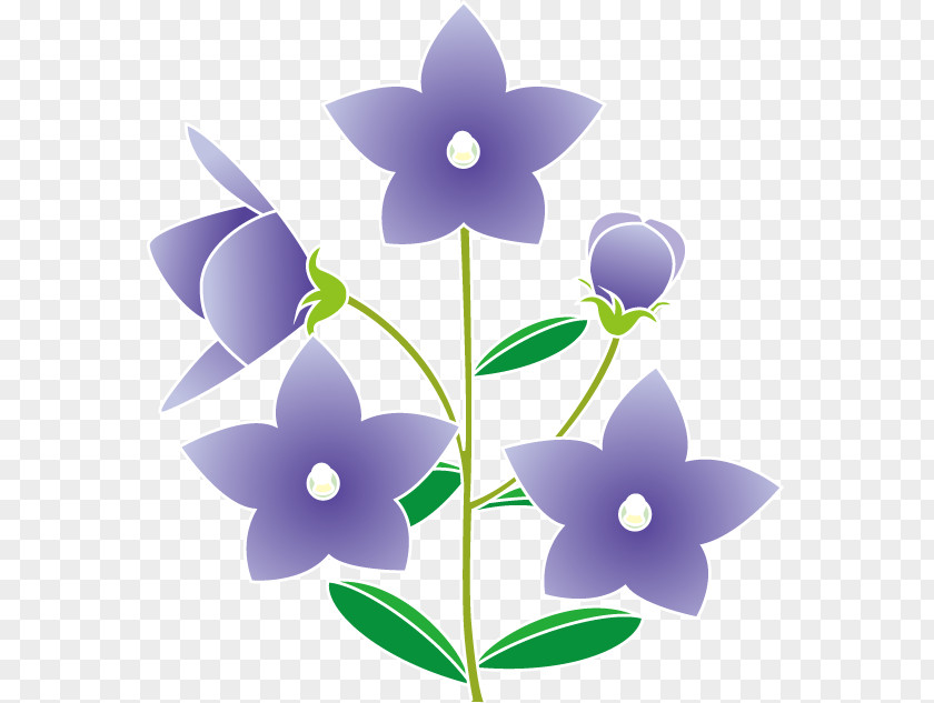 Summer Flower Platycodon Grandiflorus Royalty-free Clip Art PNG