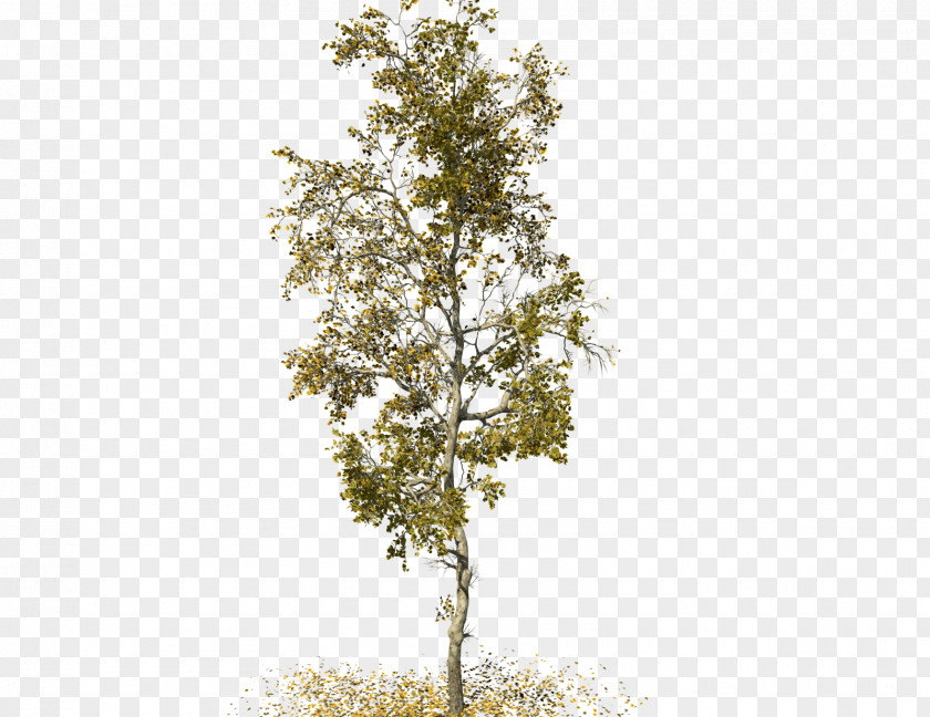 Tree SpeedTree American Sycamore Maple Woody Plant PNG