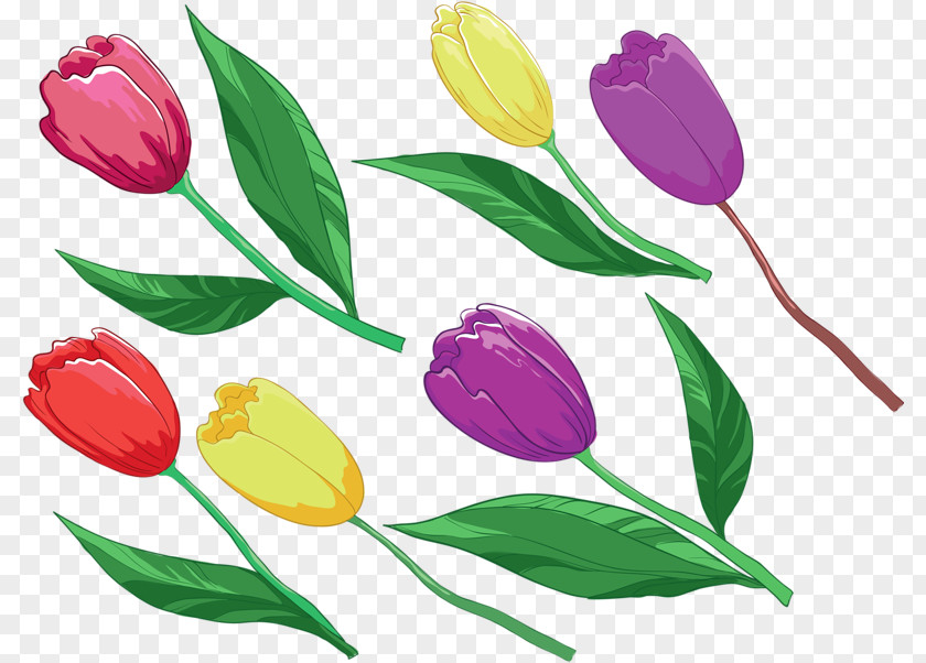 Tulip Plant Clip Art PNG