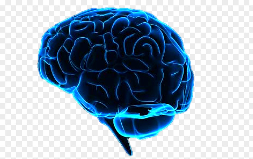 Brain Human Neuroimaging Artificial Intelligence Brain–computer Interface PNG