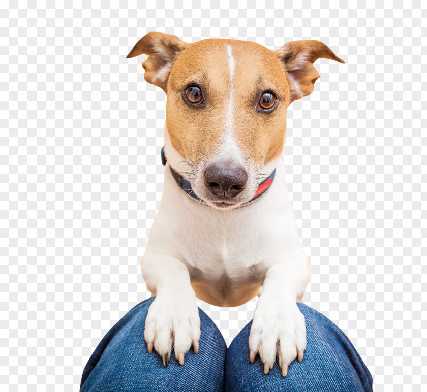 Cao Puppy Jack Russell Terrier Stock Photography Golden Retriever Dog Food PNG