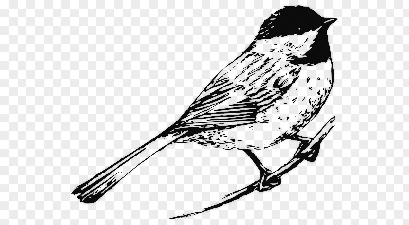 Chickadee Bird Drawing Black And White Clip Art PNG