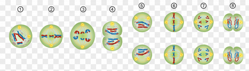 Meiosis Mitosis Prophase Chromosome Cell Division PNG