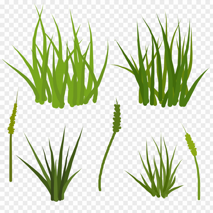 Sweet Grass Vetiver Wheatgrass Plant Stem Aquarium PNG