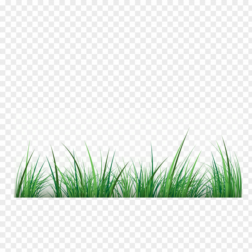 Grass Vector Material Green Clip Art PNG