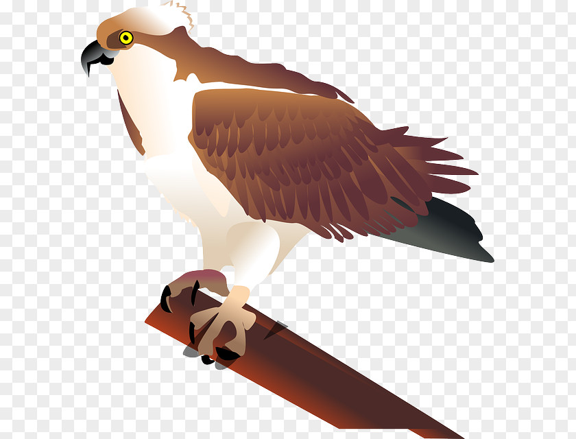 Hawk Bird Seahawk Clip Art PNG