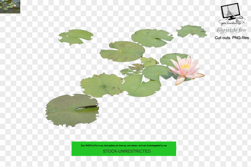 Leaf Nelumbo Nucifera Water Lilies Aquatic Plants PNG