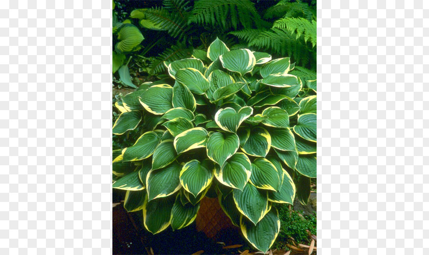 Leaf Perennial Plant Root Herb Terrestrial PNG
