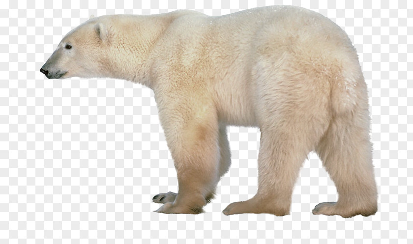 Polar Bear American Black Clip Art PNG