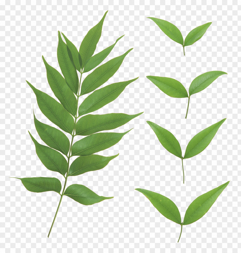 Green Leaf Download Plant Stem Project PNG