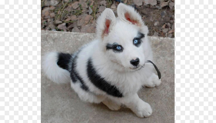 Husky Dog Siberian Chow Alaskan Klee Kai Pomeranian Puppy PNG