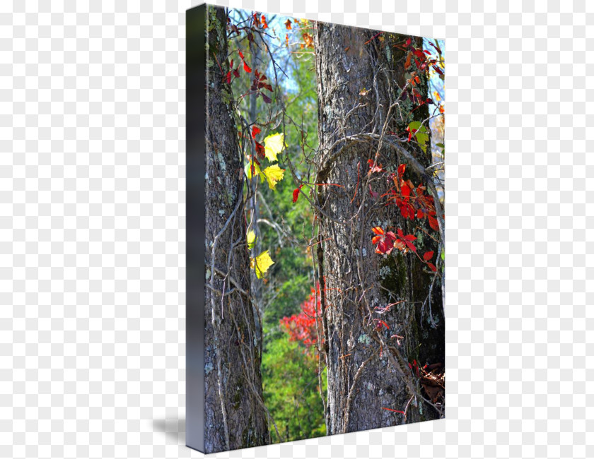 Summer To Autumn Birch Temperate Broadleaf And Mixed Forest Deciduous PNG