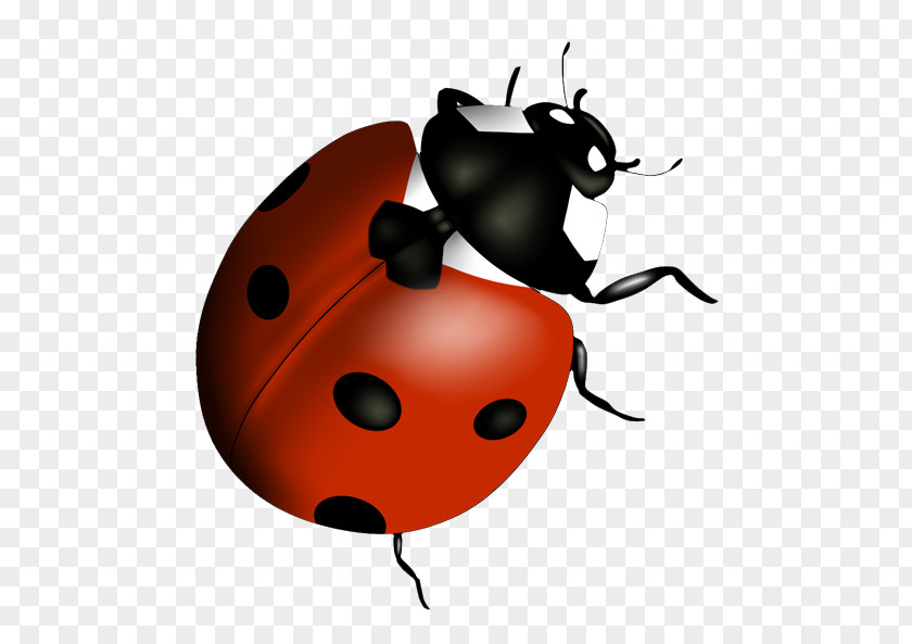 Beetle Lady Bird Clip Art PNG