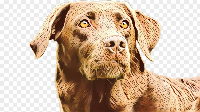 Dog Sporting Group Retriever Snout Chesapeake Bay PNG