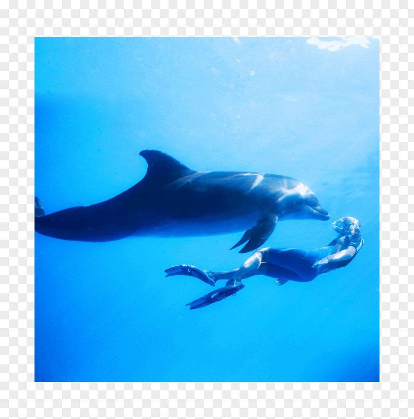 Dolphin Spinner Common Bottlenose Rough-toothed Short-beaked Striped PNG
