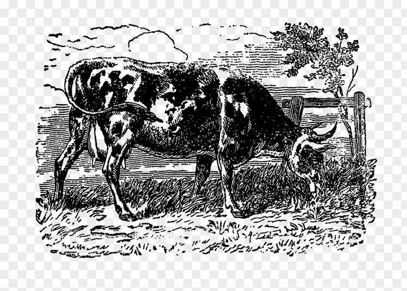 Farm Dairy Cattle Ox Horse Black And White PNG