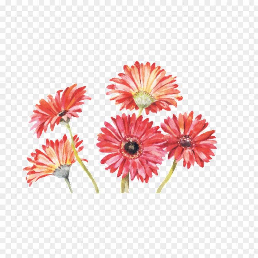 Painting Transvaal Daisy Watercolor Drawing Vector Graphics Stock Photography PNG