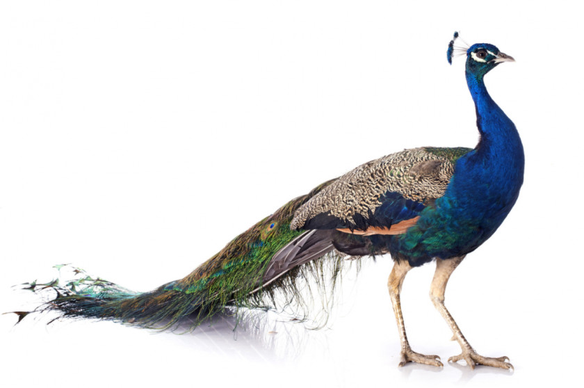 Peacock Bird Asiatic Peafowl Female Stock Photography PNG