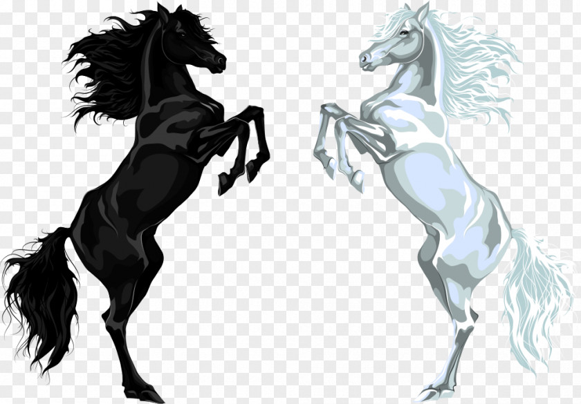 White Horse And Black Arabian Stallion Euclidean Vector Illustration PNG