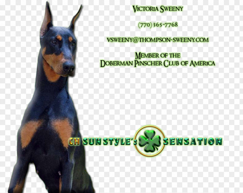 Doberman Dobermann German Pinscher Manchester Terrier Dog Breed Guard PNG