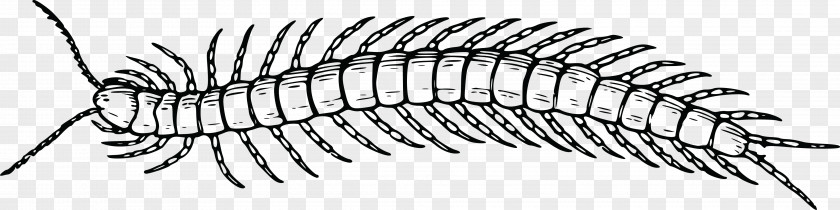 Insect Windows Metafile Centipedes Clip Art PNG