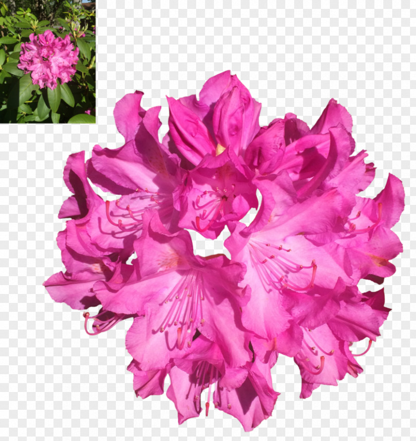 Kitchen Design Ideas 2017 Azalea Rhododendron Clip Art Image PNG