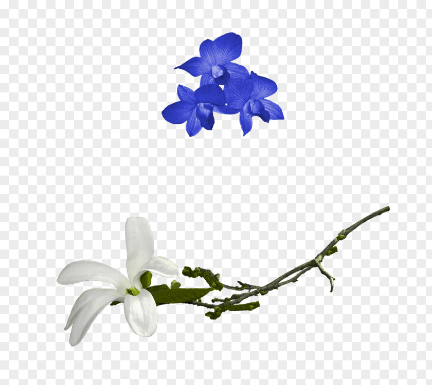 Nice Picture Cut Flowers Design Image PNG