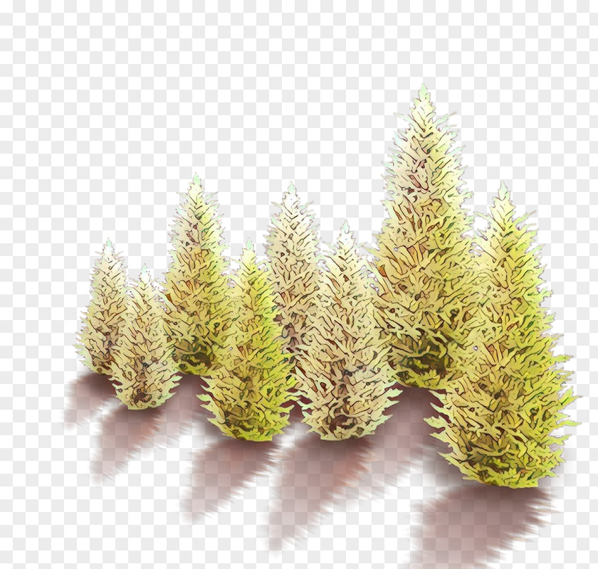 Pine Family Thuya Tree Background PNG