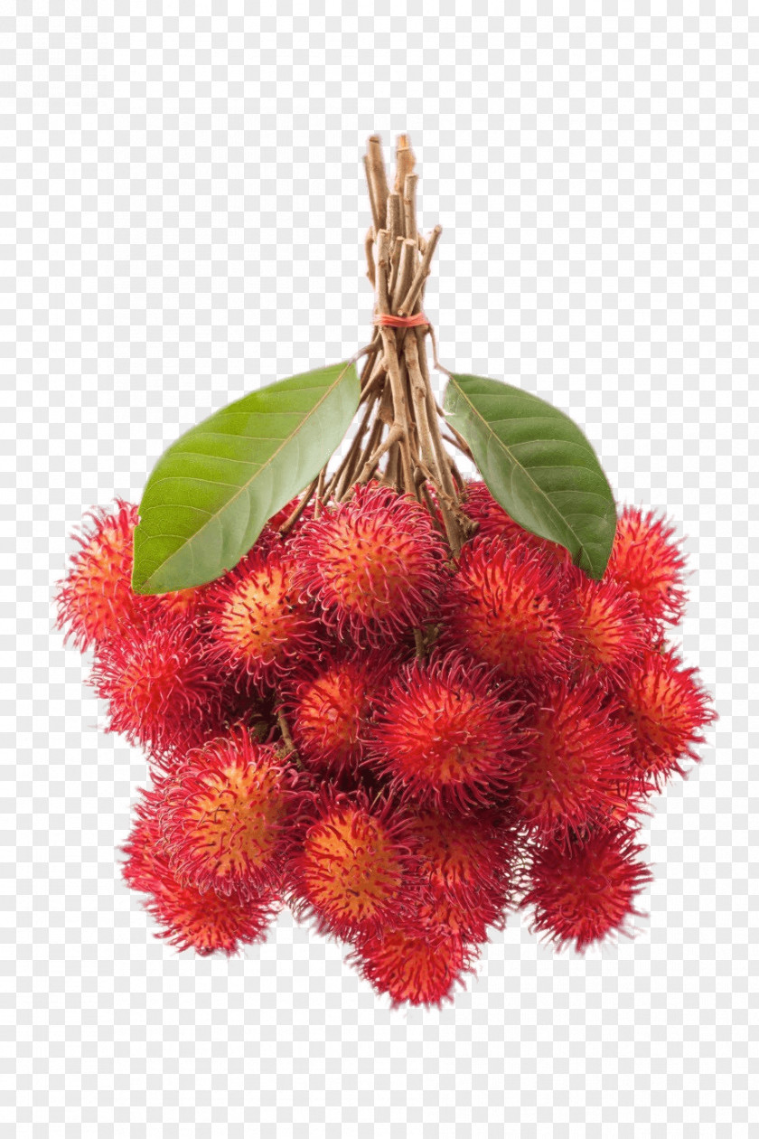 Rambutan Tropical Fruit Exotique Clip Art PNG