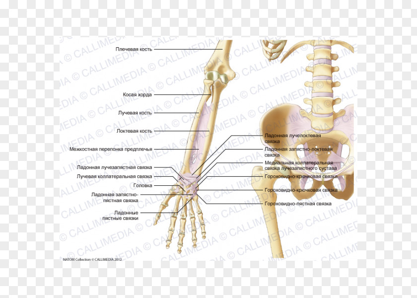 Blitum Capitatum Ligament Forearm Elbow Hand Anatomy PNG