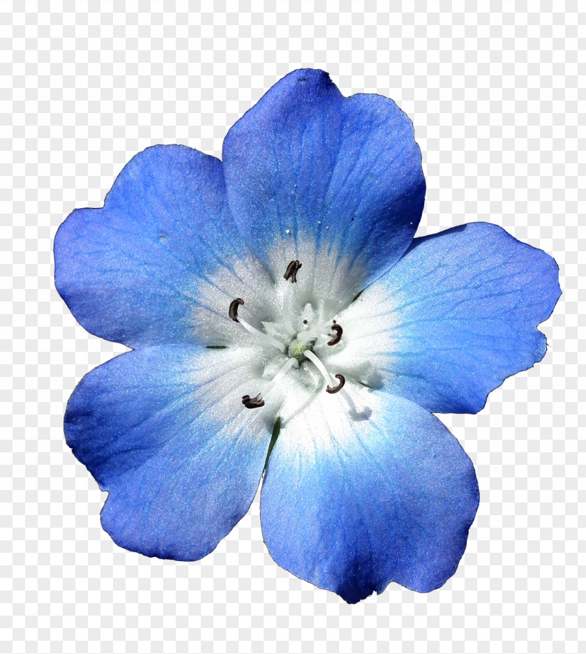 Blue Brushes Flower Bouquet White Clip Art PNG