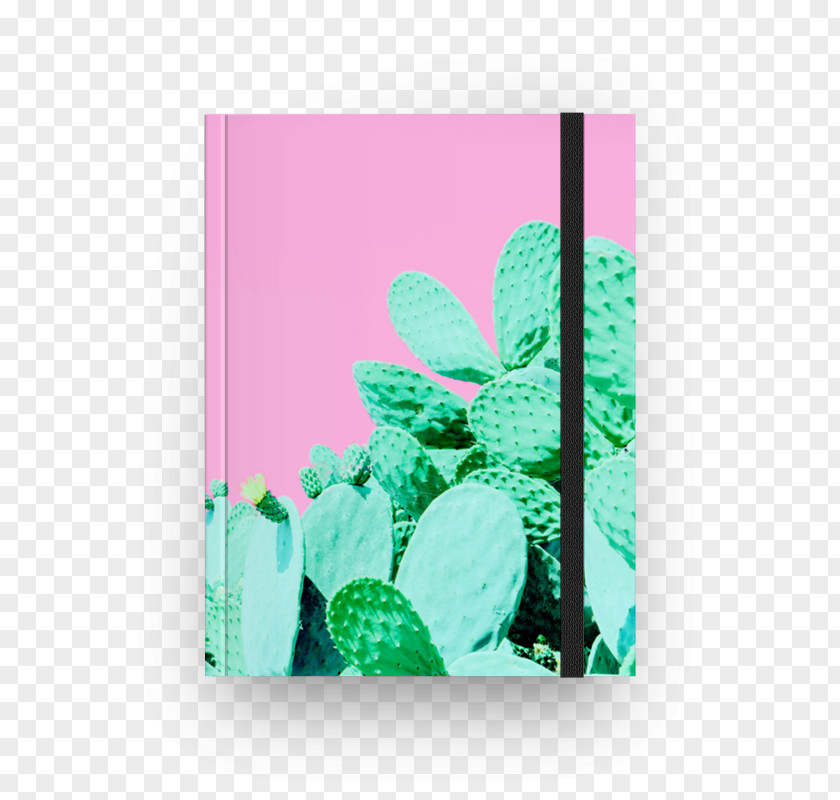 Cactus Paper Cactaceae Towel Garden Desert PNG