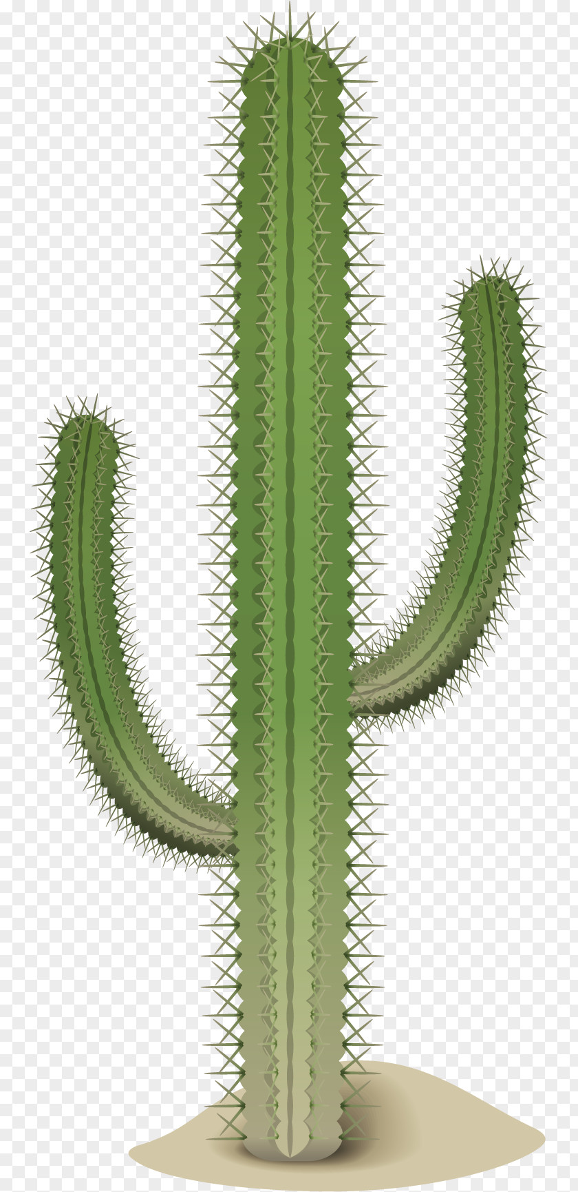 Cactus Vector Material San Pedro Cactaceae Thorns, Spines, And Prickles PNG