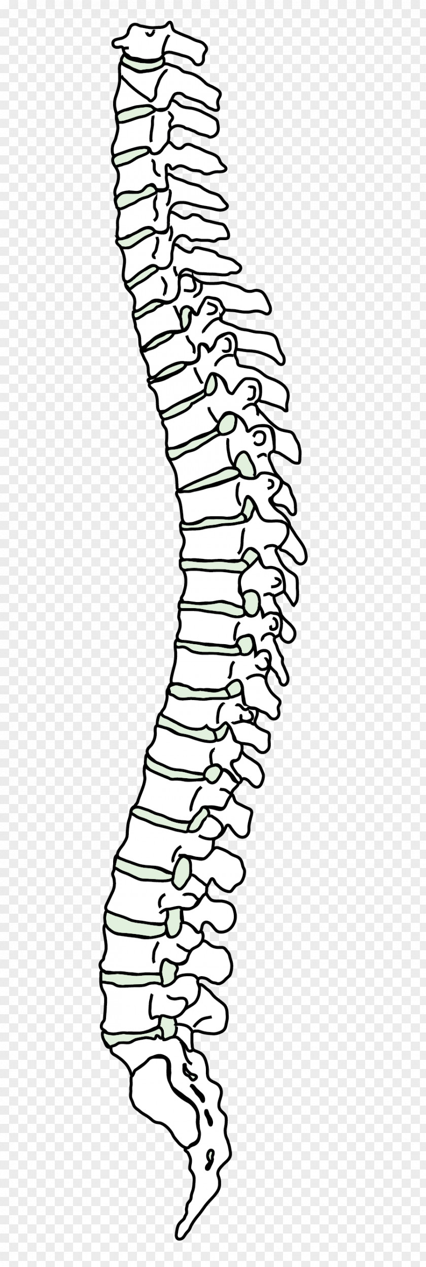 Dorsal Spine Vertebral Column Human Back Pain Cervical Vertebrae PNG
