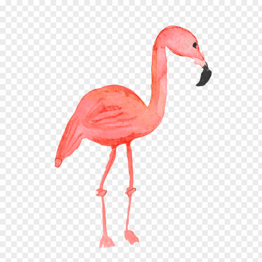 Flamingo Clip Art Image Illustration Vector Graphics PNG