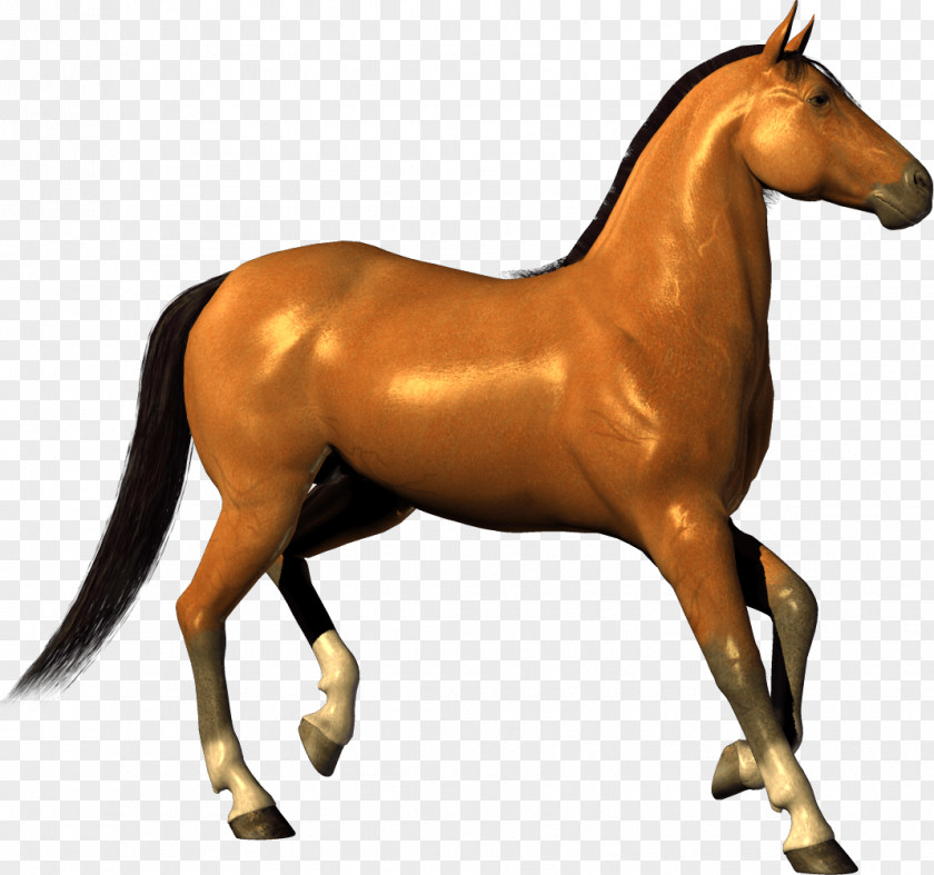 Horse Image Mustang Foal Stallion PNG