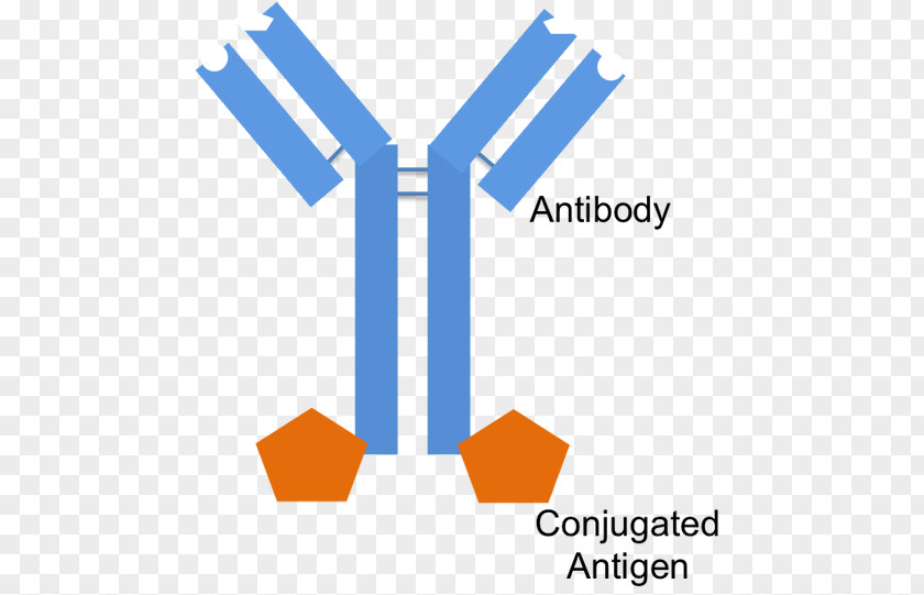Monoclonal Antibody Production Epitope Fragment Antigen-binding B Cell PNG